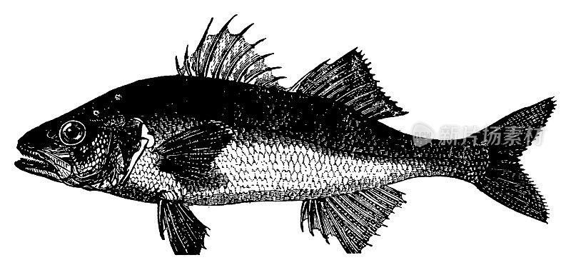 欧洲鲈鱼|古董动物插图